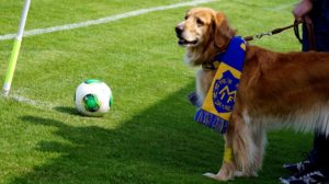 Hunden Maja med halsduk